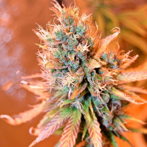 Blue Medi Kush