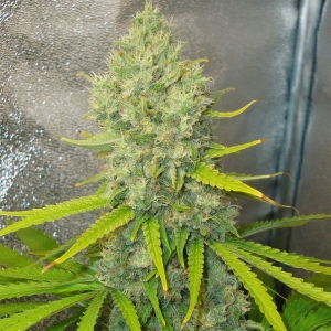 Bubblegun od SPLIFF SEEDS nasiona marihuany