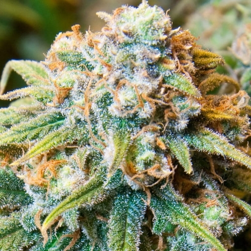 CBD Medi Kush