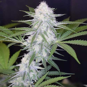 Crystal White od SPLIFF SEEDS nasiona marihuany
