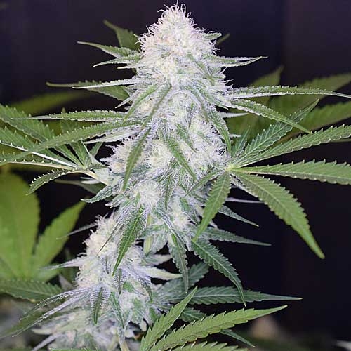 Crystal White
