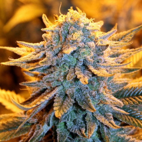 Dutch Automatic