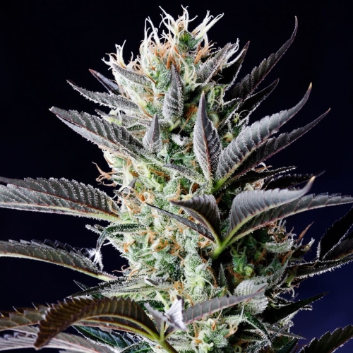 Dutch Blue Automatic