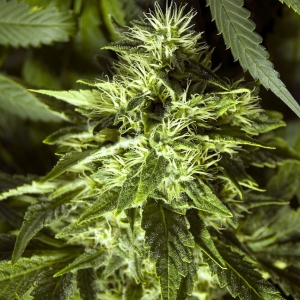Fast Bud Outdoor od SPLIFF SEEDS nasiona marihuany