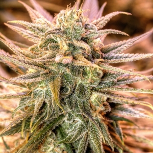 Gold Bar Kush od SPLIFF SEEDS nasiona marihuany
