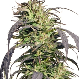 Gold Rush Outdoor od SPLIFF SEEDS nasiona marihuany