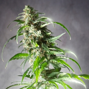 Jack F1 od SPLIFF SEEDS nasiona marihuany