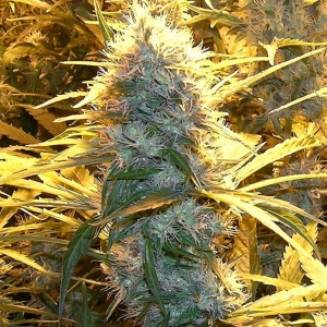 Lemon Cream Kush od SPLIFF SEEDS nasiona marihuany
