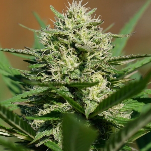 Lemon Cream Kush Automatic od SPLIFF SEEDS nasiona marihuany