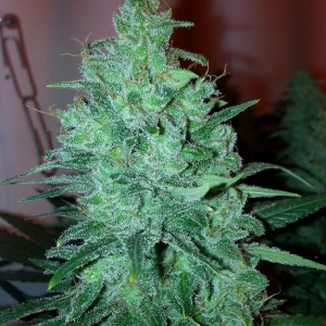 Mega Power Plant od SPLIFF SEEDS nasiona marihuany