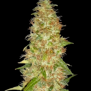 Moon Walker Kush od SPLIFF SEEDS nasiona marihuany