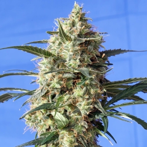 Snow White od SPLIFF SEEDS nasiona marihuany