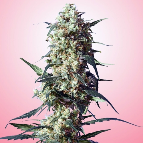 Spliff's Strawberry