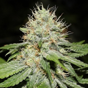 Sweet 'n' Sour Indoor od SPLIFF SEEDS nasiona marihuany