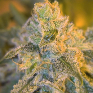 Sweet 'n’ Sour Outdoor od SPLIFF SEEDS nasiona marihuany