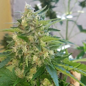 AK Full Auto od SUMO SEEDS nasiona marihuany
