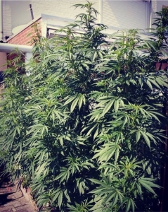 Cold Thunder (Outdoor) od SUMO SEEDS nasiona marihuany