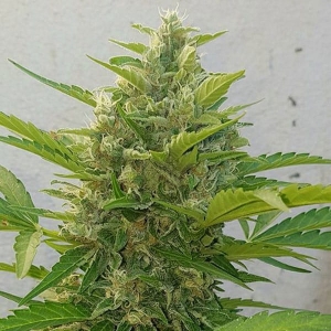 Deep Purple Haze Auto od SUMO SEEDS nasiona marihuany