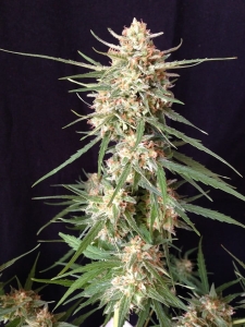 Impala 64 Haze Auto od SUMO SEEDS nasiona marihuany