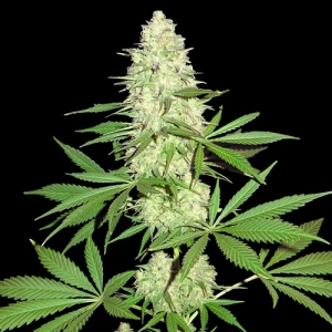 Maya Gold (Outdoor) od SUMO SEEDS nasiona marihuany