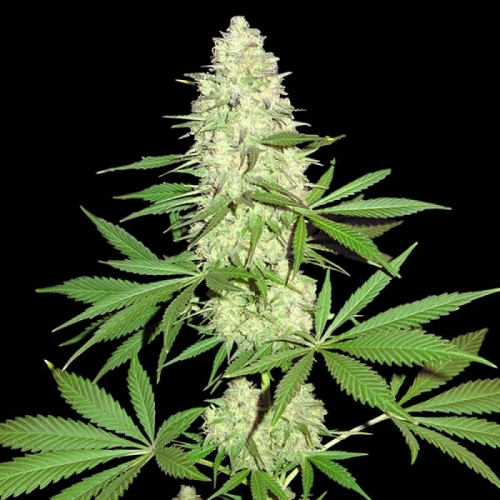 Maya Gold (Outdoor)