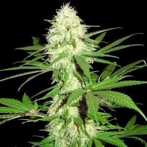 Sumo's Big Bud od SUMO SEEDS nasiona marihuany