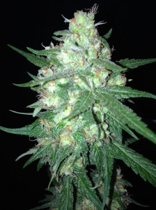 Sumo's OG Kush Auto od SUMO SEEDS nasiona marihuany