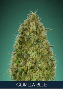 Gorilla Blue od Advanced Seeds nasiona marihuany
