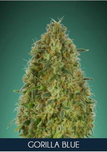 Gorilla Blue