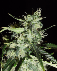 Auto Widow od Green Label nasiona marihuany