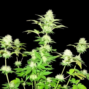 White Widow Original od SUMO SEEDS nasiona marihuany