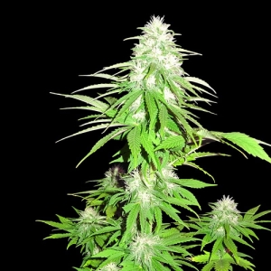 Zombie Haze od SUMO SEEDS nasiona marihuany