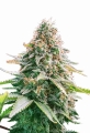 Gelato Auto