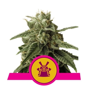 Shogun  od Royal Queen Seeds nasiona marihuany