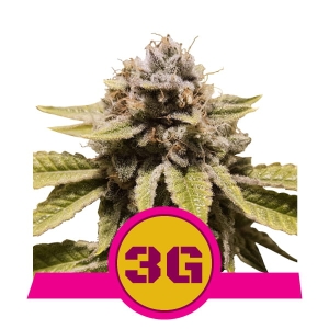 Triple G od Royal Queen Seeds nasiona marihuany
