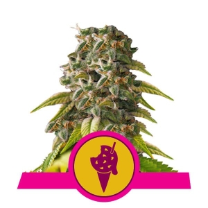 Cookies Gelato od Royal Queen Seeds nasiona marihuany