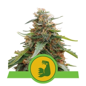 HulkBerry Auto od Royal Queen Seeds nasiona marihuany