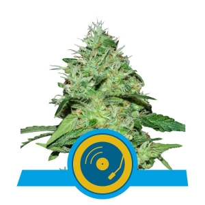 Joanne's CBD od Royal Queen Seeds nasiona marihuany