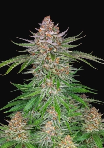 Strawberry Pie Auto od FastBuds nasiona marihuany
