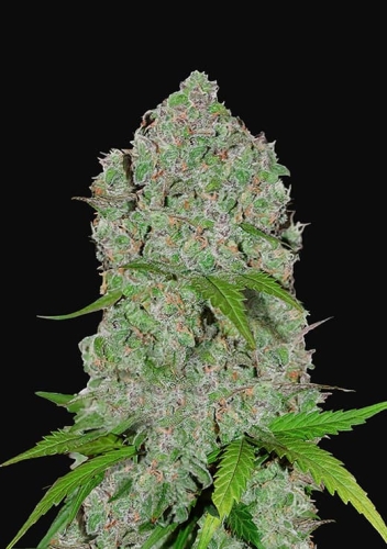 Orange Sherbet Auto