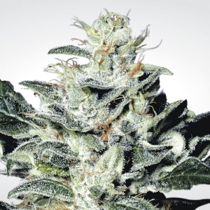 Sensi Star od Paradise Seeds nasiona marihuany