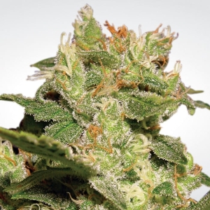 Auto Jack od Paradise Seeds nasiona marihuany