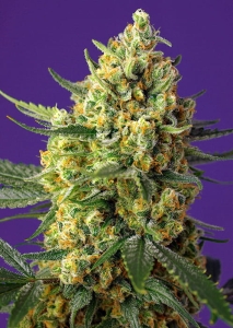 Crystal Candy XL Auto od Sweet Seeds nasiona marihuany