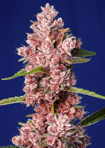 Tropicanna Poison F1 Fast Version od Sweet Seeds nasiona marihuany