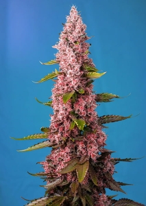 Red Hot Cookies od Sweet Seeds nasiona marihuany