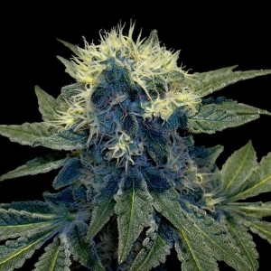Sharksbreath od Grow Your Own nasiona marihuany