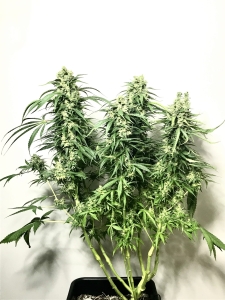 Bruce Banner #3 Fast Version od Original Sensible Seeds nasiona marihuany