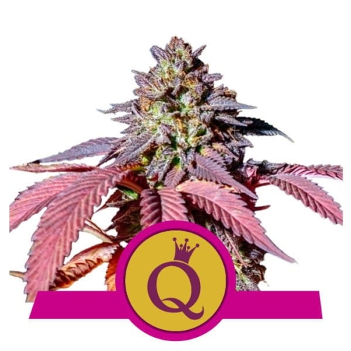 Purple Queen 
