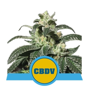 Royal CBDV Auto od Royal Queen Seeds nasiona marihuany
