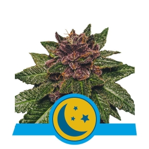 Purplematic CBD Auto od Royal Queen Seeds nasiona marihuany